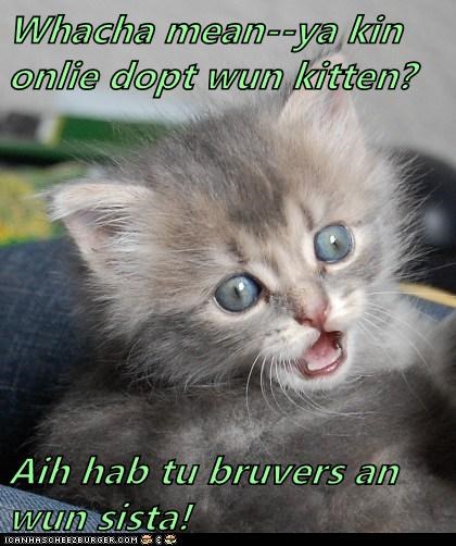 Whacha mean--ya kin onlie dopt wun kitten?  Aih hab tu bruvers an wun sista!