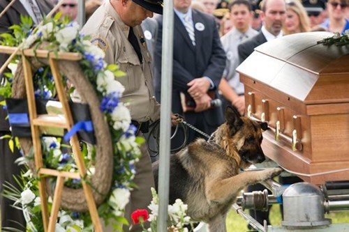 Police Dog Says Good Bye to Partner