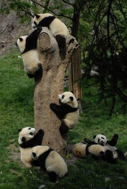 Panda Palooza 
