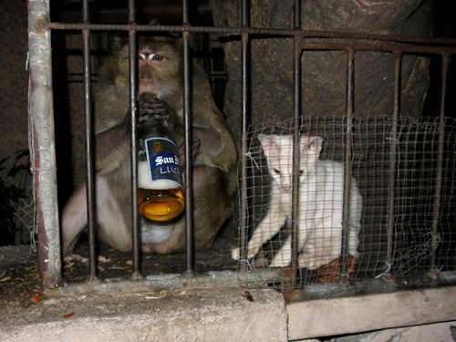Crunk Critters: Monkeys Don't Share