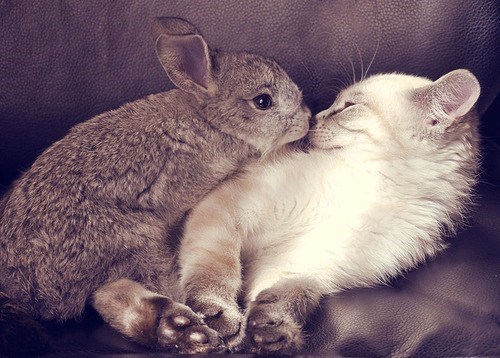 Kiss