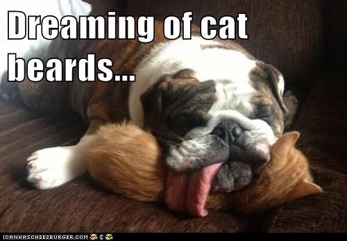 Dreaming of cat beards...