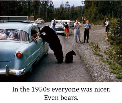 Over the Years Bears Got Sick of Our Crap