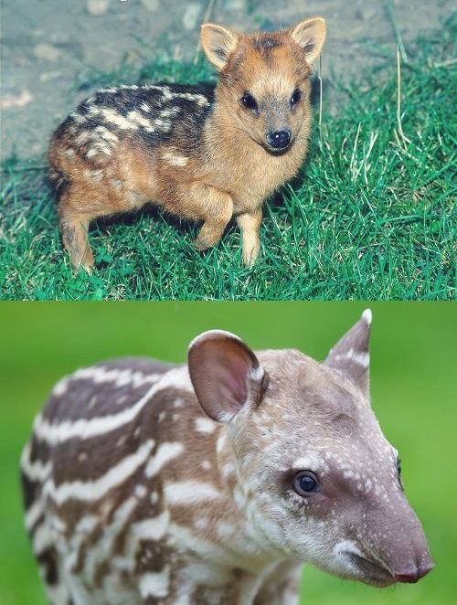 Squee Spree: Pudú vs. Tapir