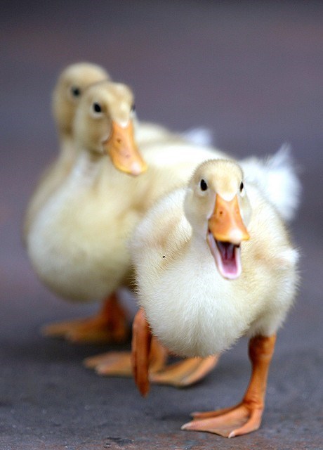 Happy Little Ducklings