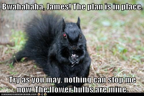 Bwahahaha, James! The plan is in place.  Try as you may, nothing can stop me now. The flower bulbs are mine.