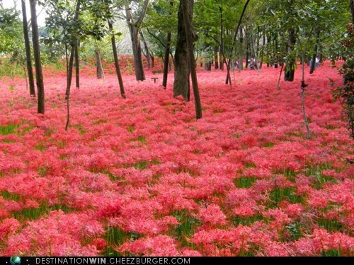 Red Spider Lily Meadow 