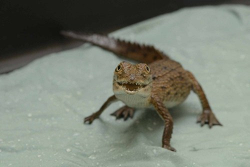 One Seriously Cute Croc