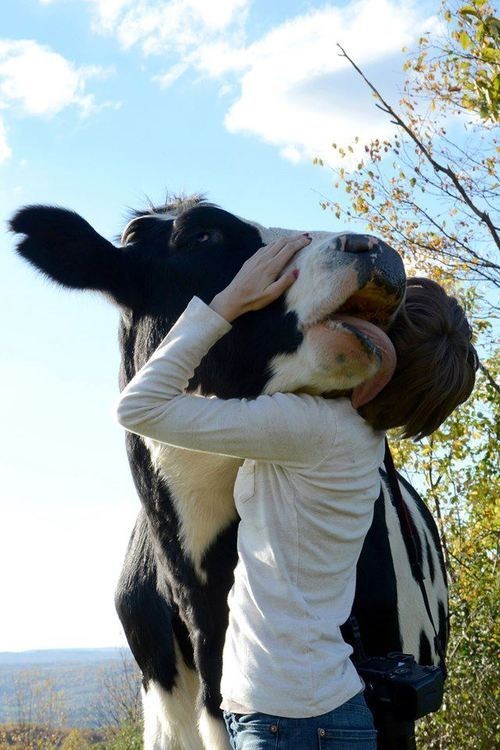 Bovine Love