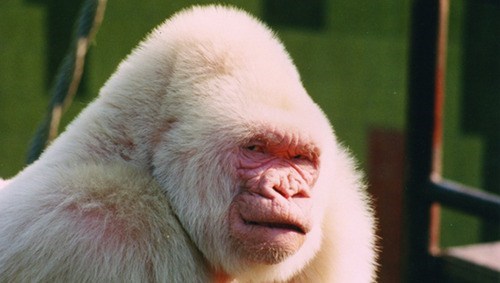 One Inbred Albino Gorilla
