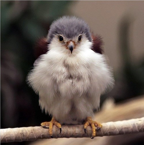 Pigmy falcon
