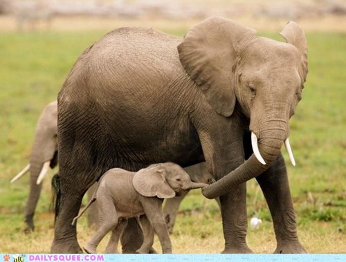Holding the Trunk 
