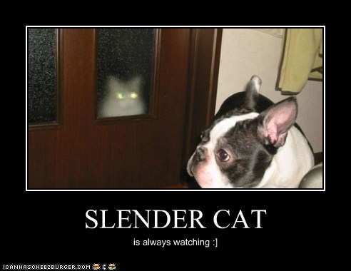 SLENDER CAT