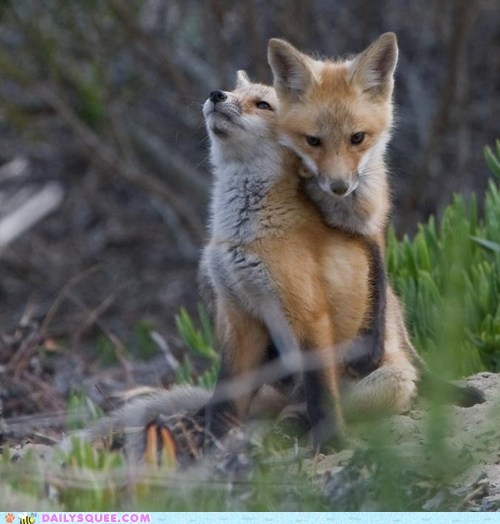 Foxy kits