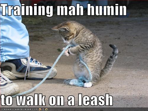 Training mah humin  to walk on a leash