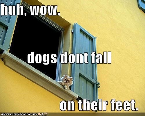 huh, wow. dogs dont fall on their feet.