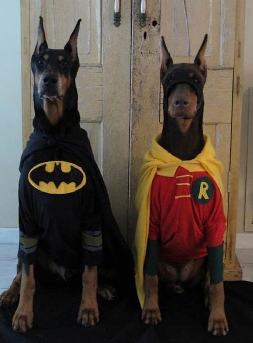 guard dawgs