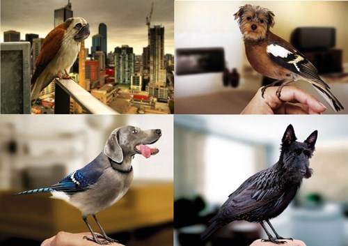 Photorealism of the Day: Dirds - Dogs Shaped Like Birds