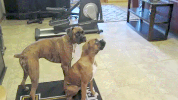 Boxers And Bubbles