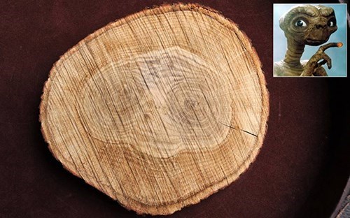 Thing With a Face of the Day: E.T. Found in Log