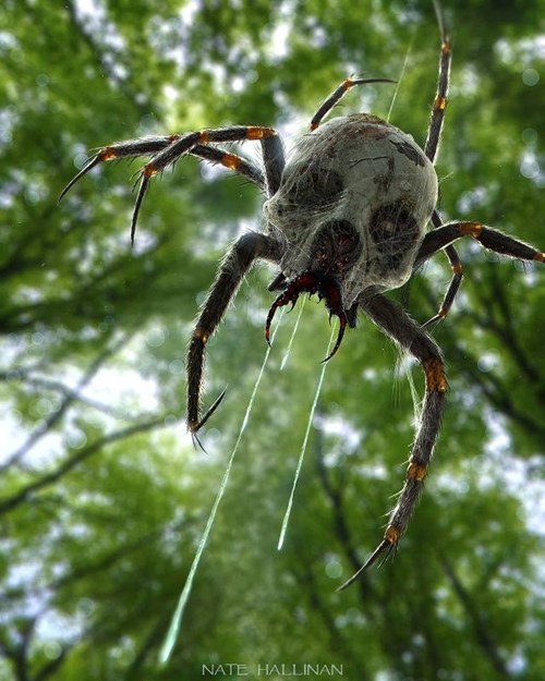 Who Wants a Pet Skulltula?