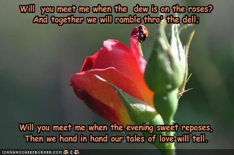 Will  you meet me when the  dew is on the roses?And together we will ramble thro' the dell; Will you meet me when the evening sweet reposes,Then we hand in hand our tales of love will tell.