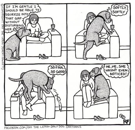 Dogs Are Considerate