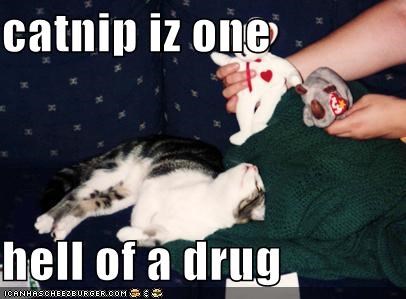 catnip iz one  hell of a drug