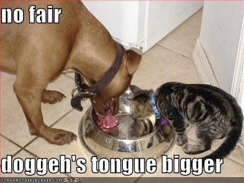 no fair  doggeh's tongue bigger