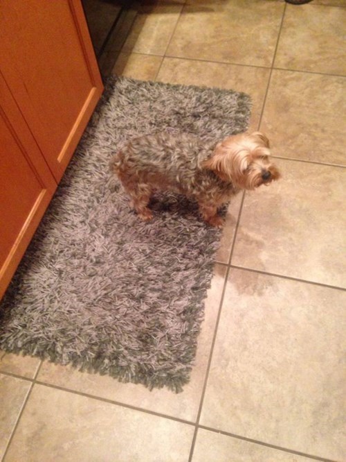I'm Tired of Being Walked on