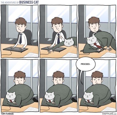 Business Cat's Management Skills Are a Step Beyond
