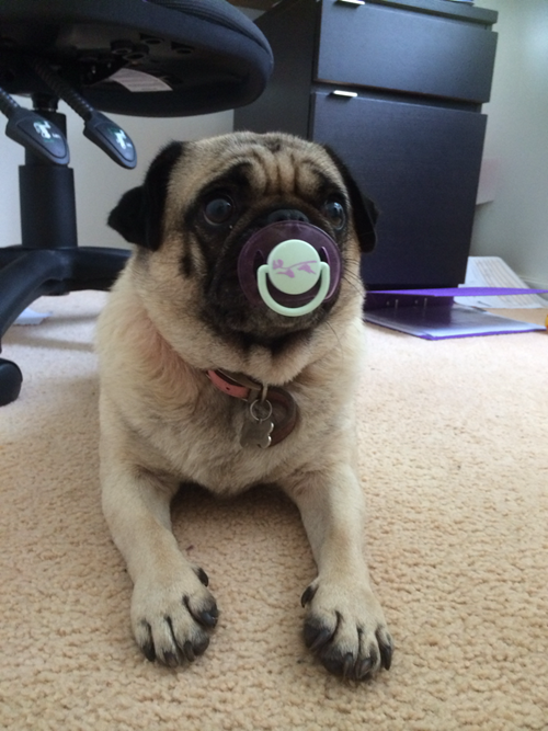 dogs,baby,pug