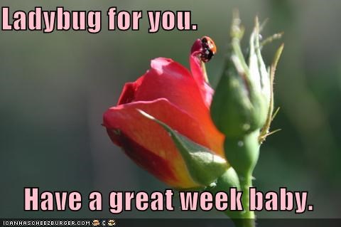 Ladybug for you.      Have a great week baby.