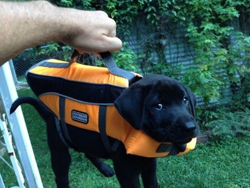 dogs,puppy,puns,Black Lab,briefcase