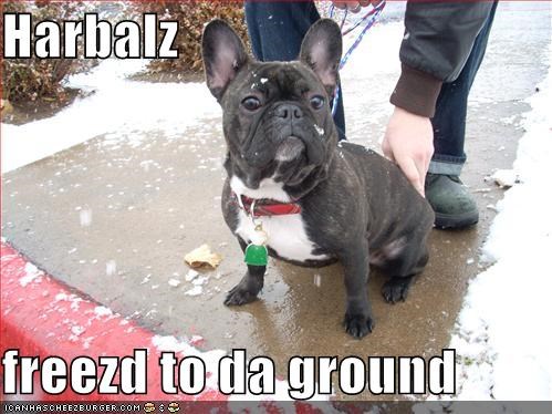 Harbalz  freezd to da ground