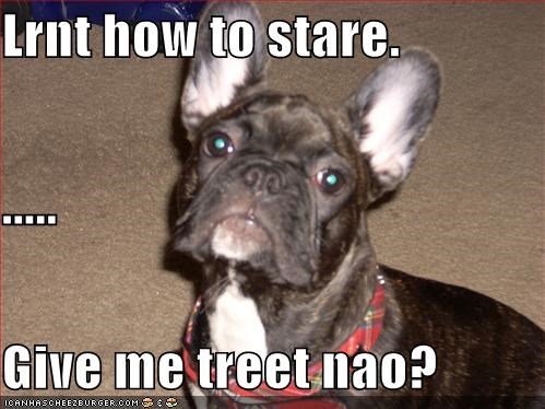 Lrnt how to stare. ..... Give me treet nao?