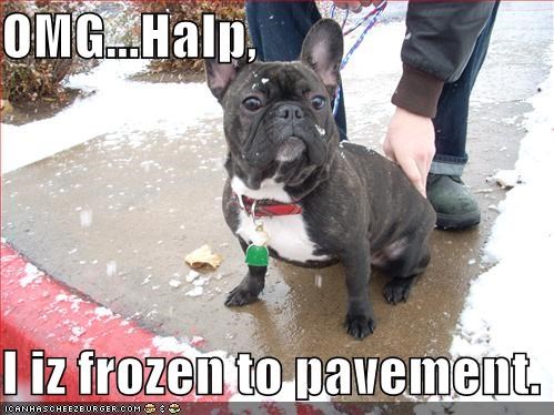 OMG...Halp,  I iz frozen to pavement.