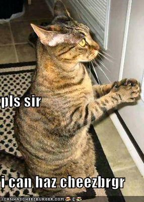 pls sir  i can haz cheezbrgr