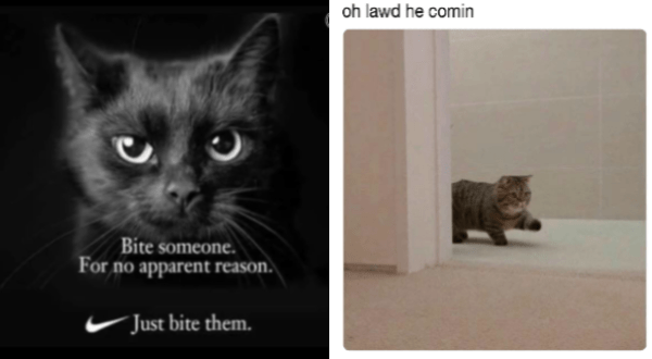 You Have Decided Here Are The Best Cat Memes Of The Decade 100