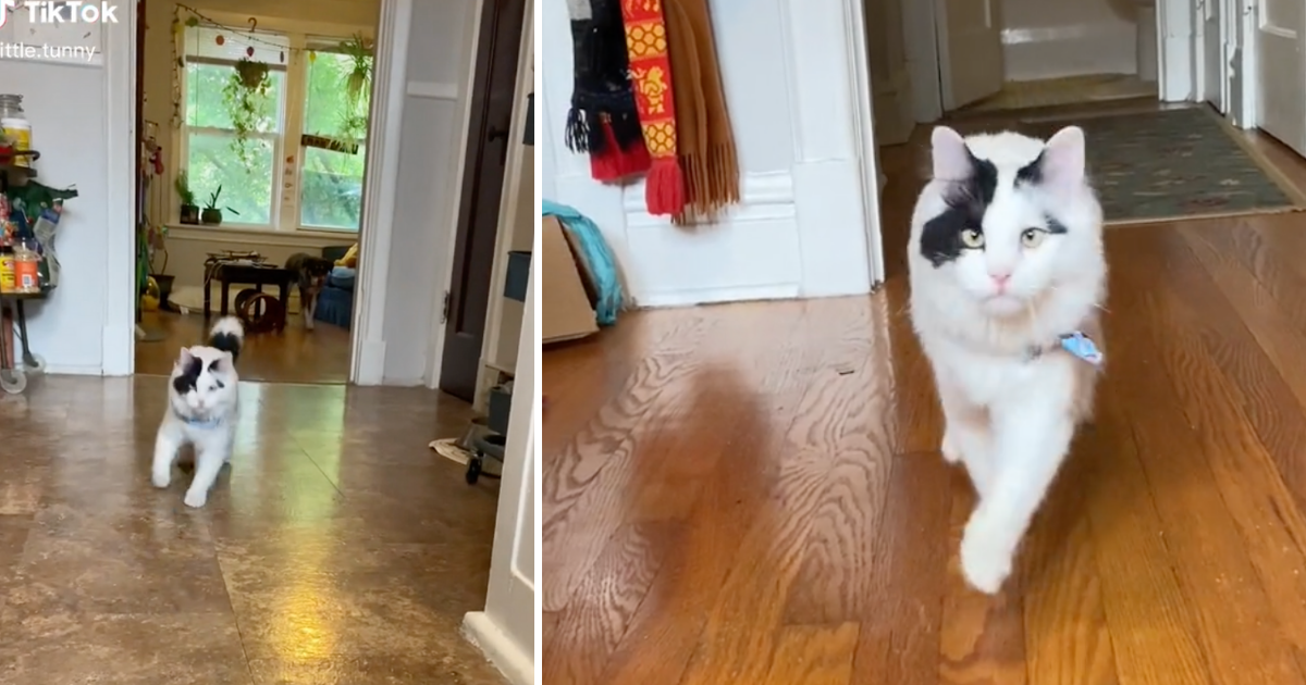 The Story Of BMan A Wobbly Rescue Cat With Cerebellar Hypoplasia I