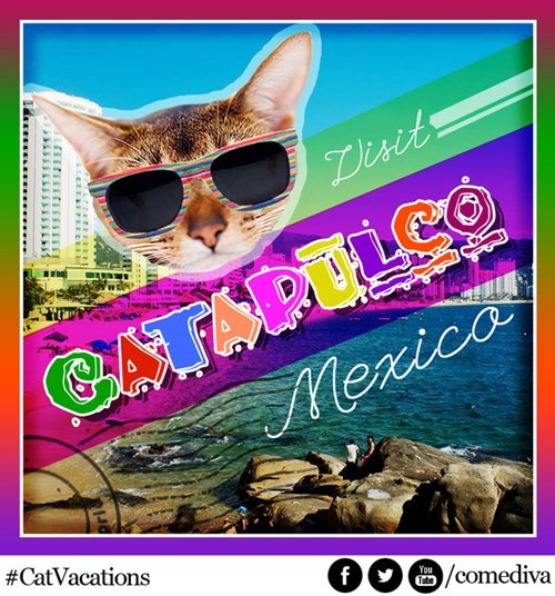 Vacation Destinations... For Cats! Lolcats lol cat memes funny