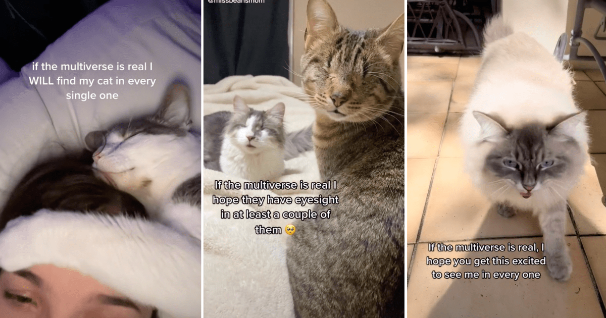 TikTok Trend Where Cat Owners Hope To Find Their Cats In Every Universe ...