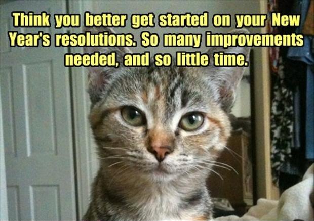 These Cats Are All Ready For New Year S Resolutions Memes I Can Has Cheezburger