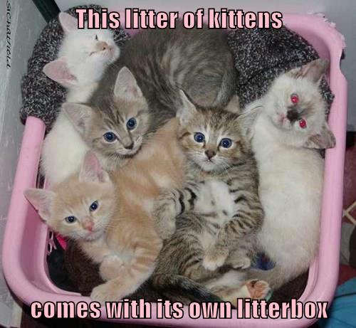 Litterbox - Lolcats - lol | cat memes | funny cats | funny cat pictures ...