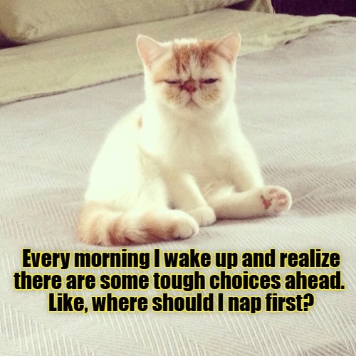 Life isn't easy - Lolcats - lol | cat memes | funny cats | funny cat ...