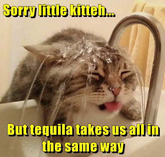 Sorry little kitteh... - Lolcats - lol | cat memes | funny cats | funny ...