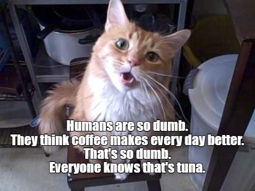 Tuna makes everything better - Lolcats - lol | cat memes | funny cats ...