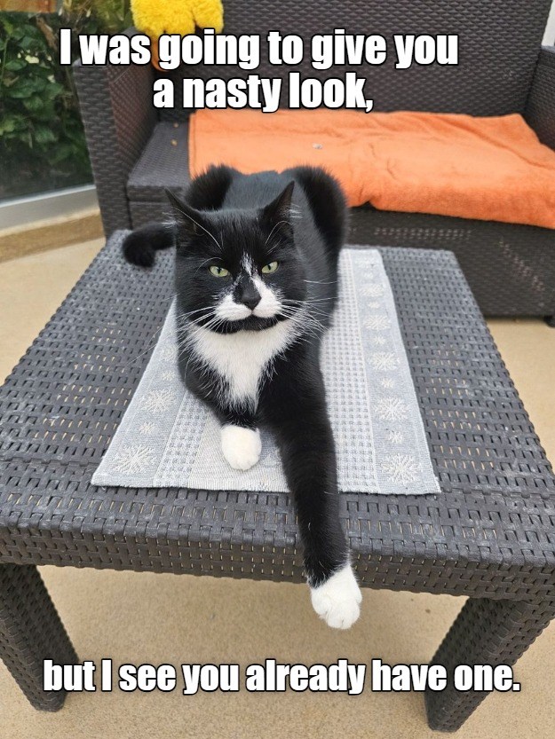 Nasty - Lolcats - lol | cat memes | funny cats | funny cat pictures ...
