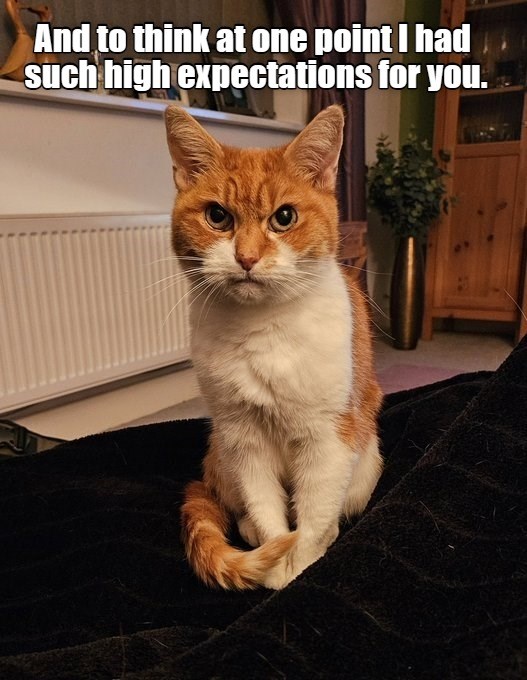 Disappointment - Lolcats - lol | cat memes | funny cats | funny cat ...