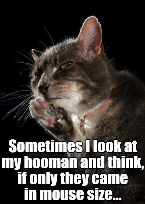 A scary thought - Lolcats - lol | cat memes | funny cats | funny cat ...